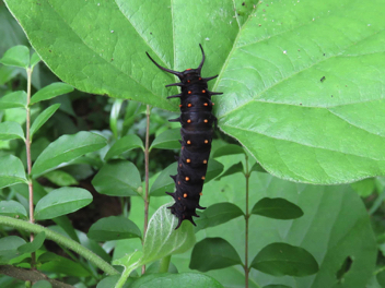 Pipevine Swallowtail - caterpillar